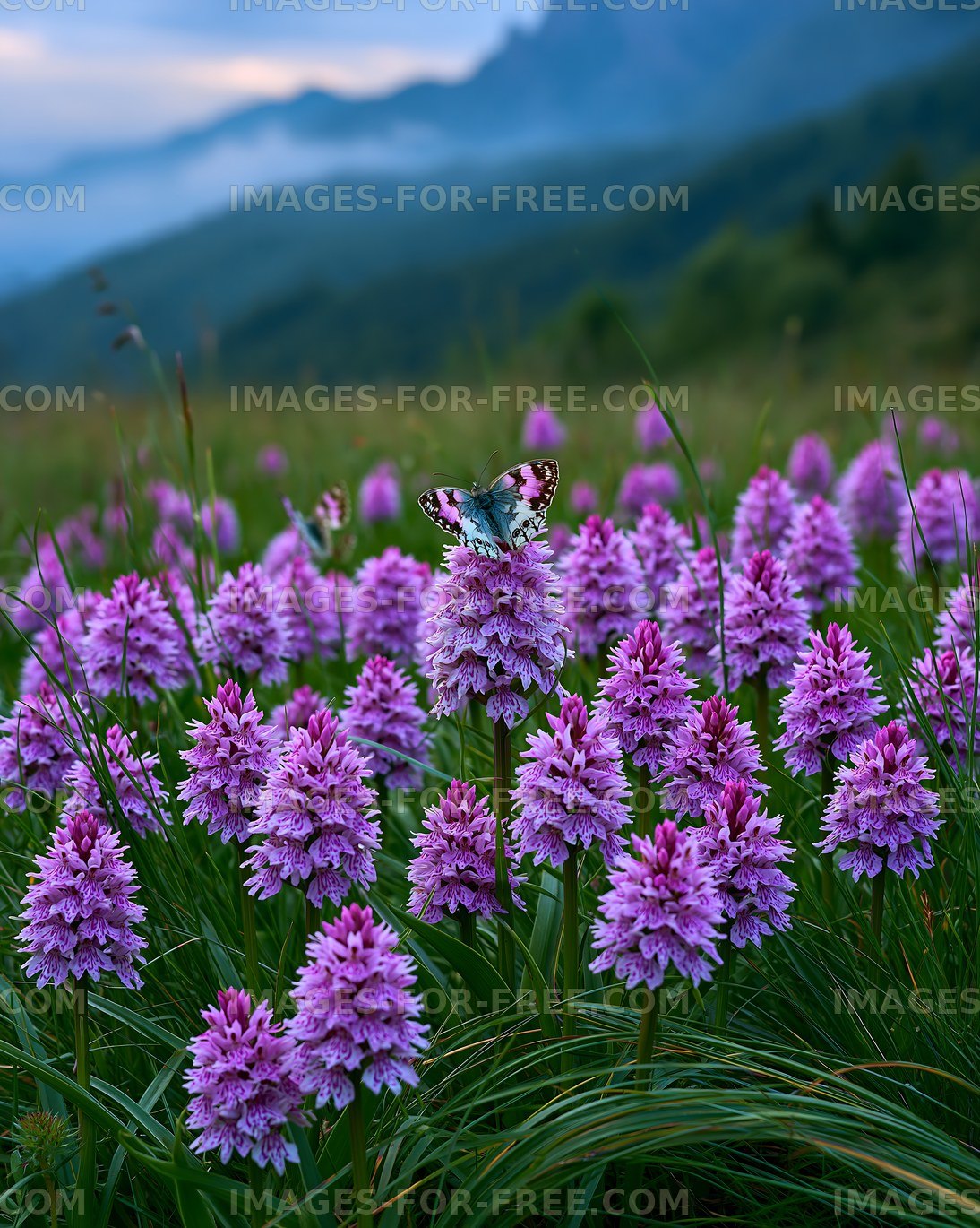Butterfly on purple flowers in a mountain meadow at sunset