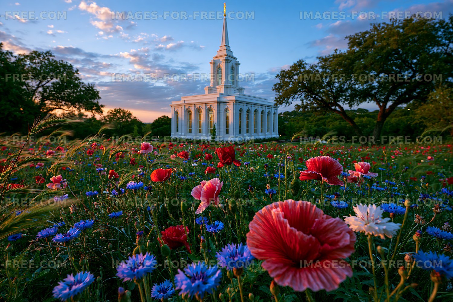 Colorful flowers surround a white church during sunset