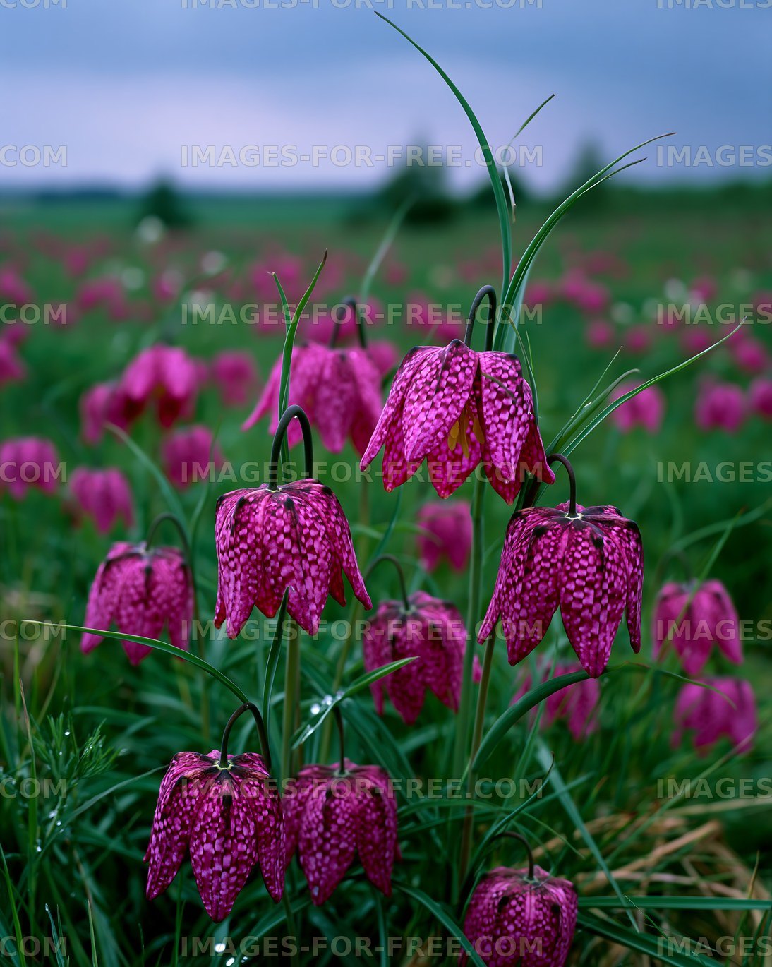 Field filled with purple flowers under a cloudy sky