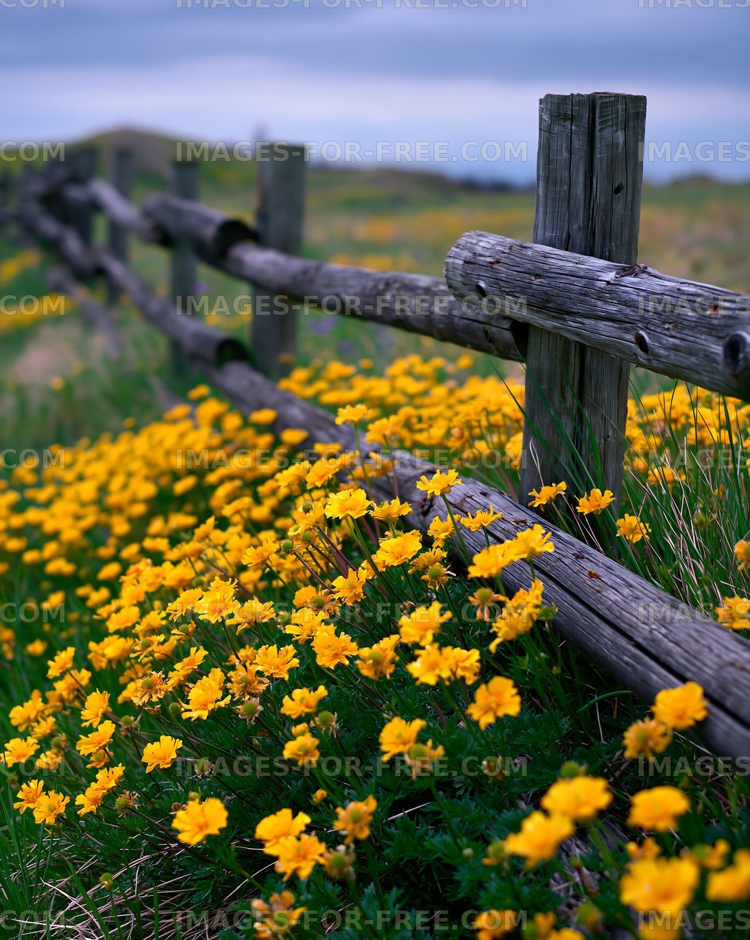 Fence alongside field of yellow flowers in rural area