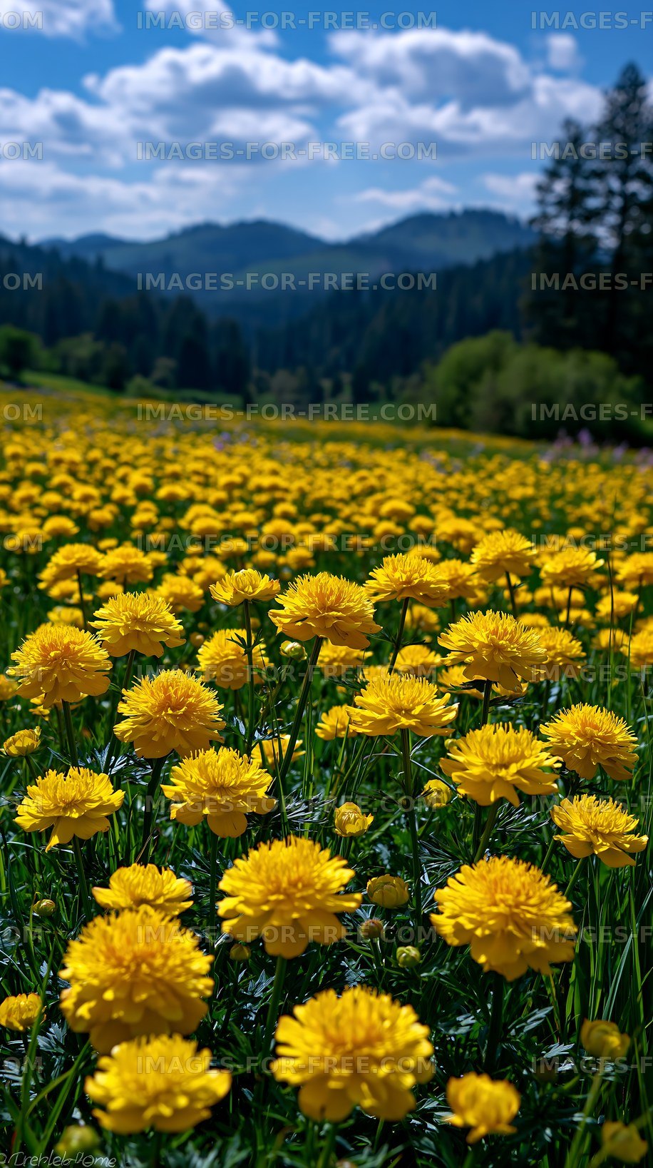 Bright yellow flowers in a vast field with mountains in the background