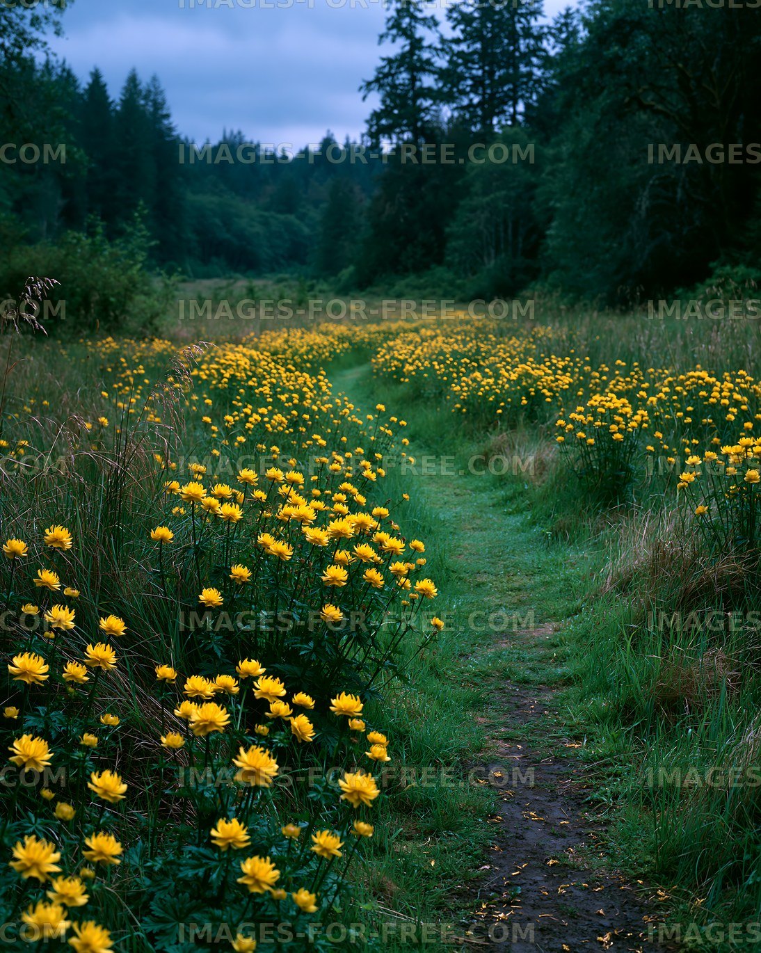 Pathway lined with yellow flowers in a green field