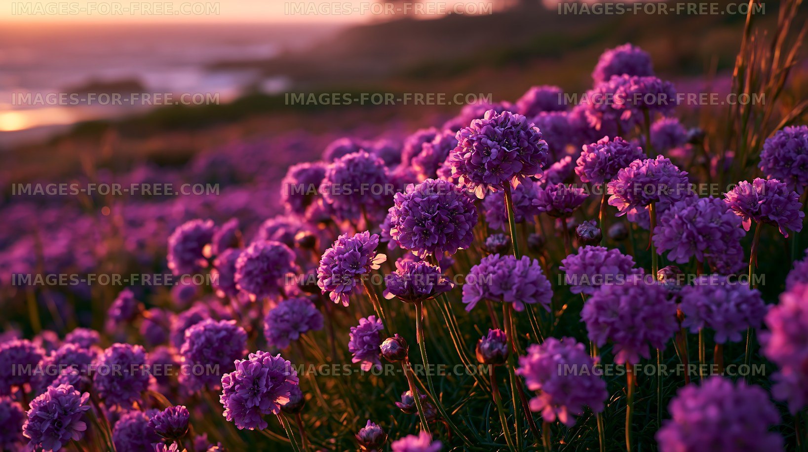 Violet flowers bloom along the coast at sunset