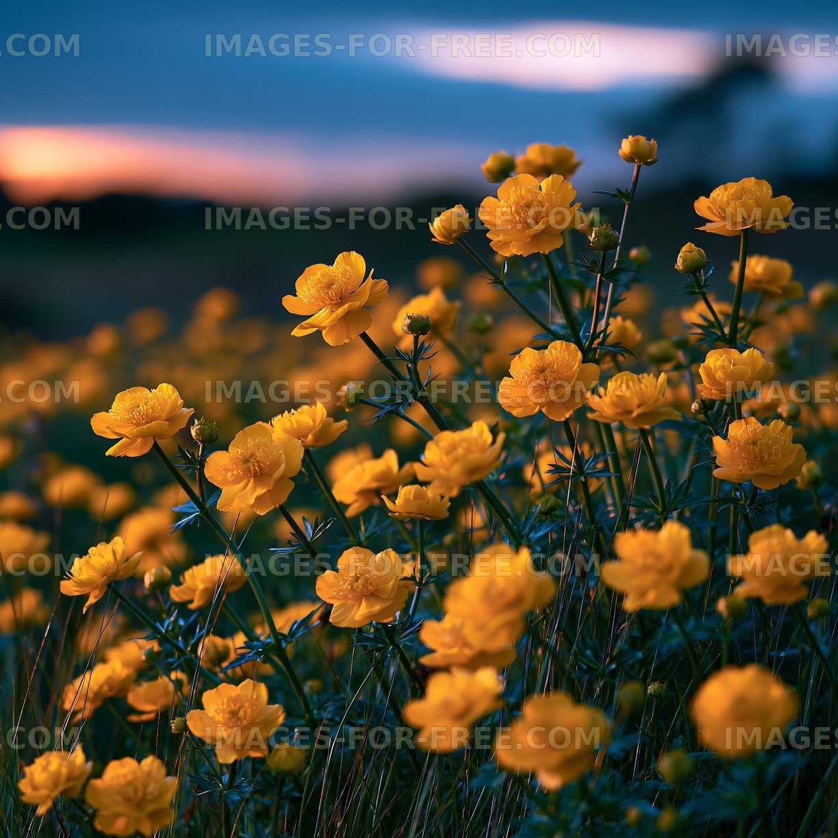 Yellow flowers bloom in a field during sunset