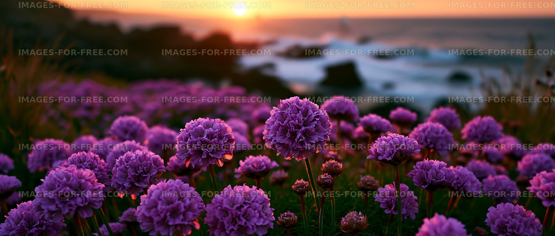 Purple flowers bloom at sunset near the ocean