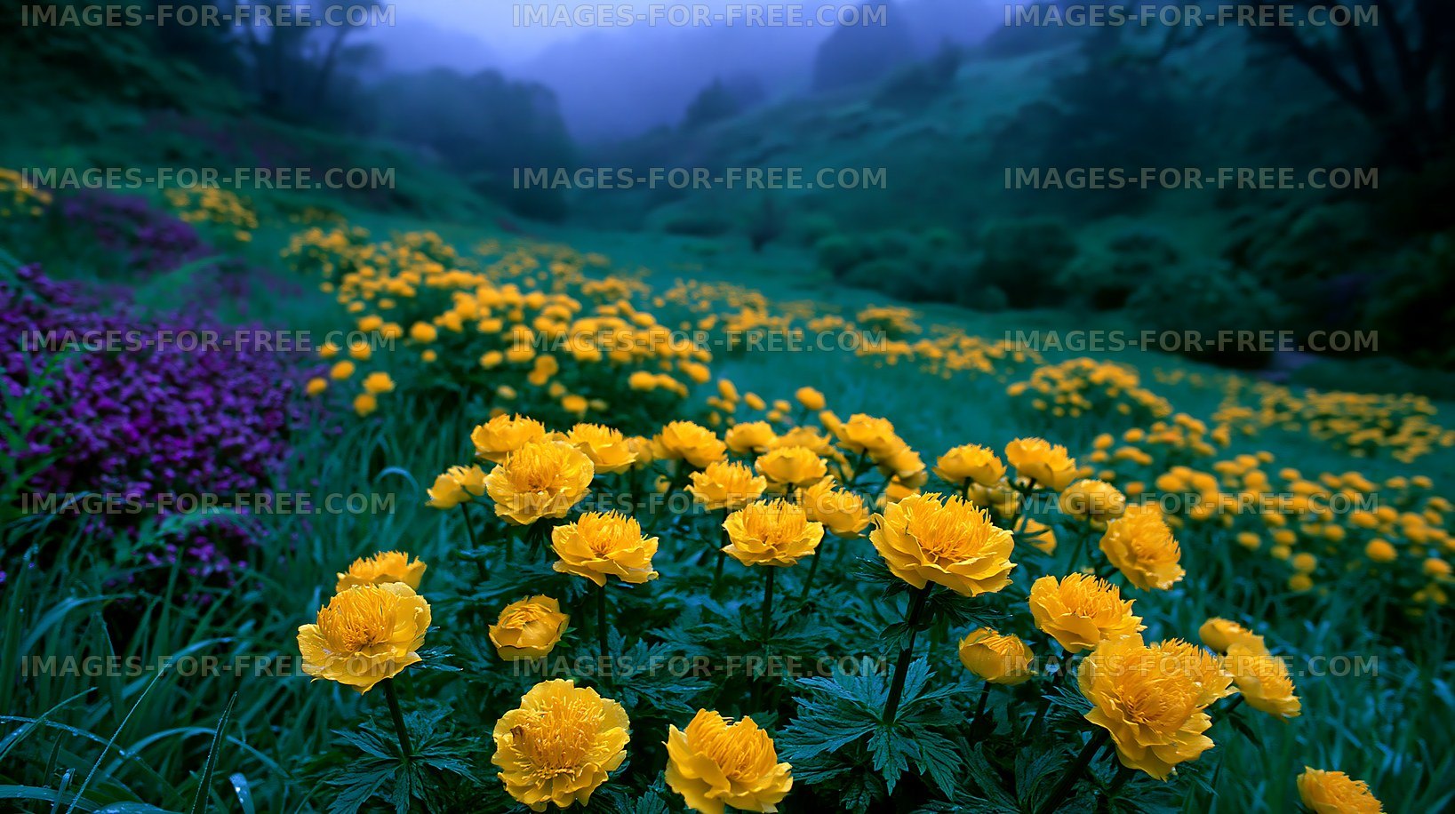 Flowers bloom in a field during early morning