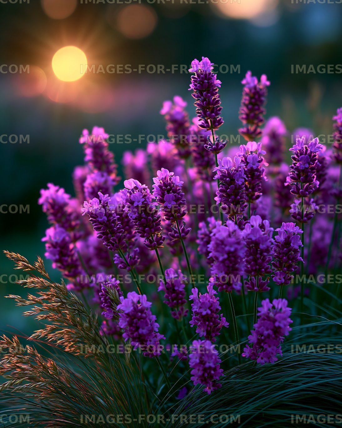 Lavender flowers in a garden during sunset