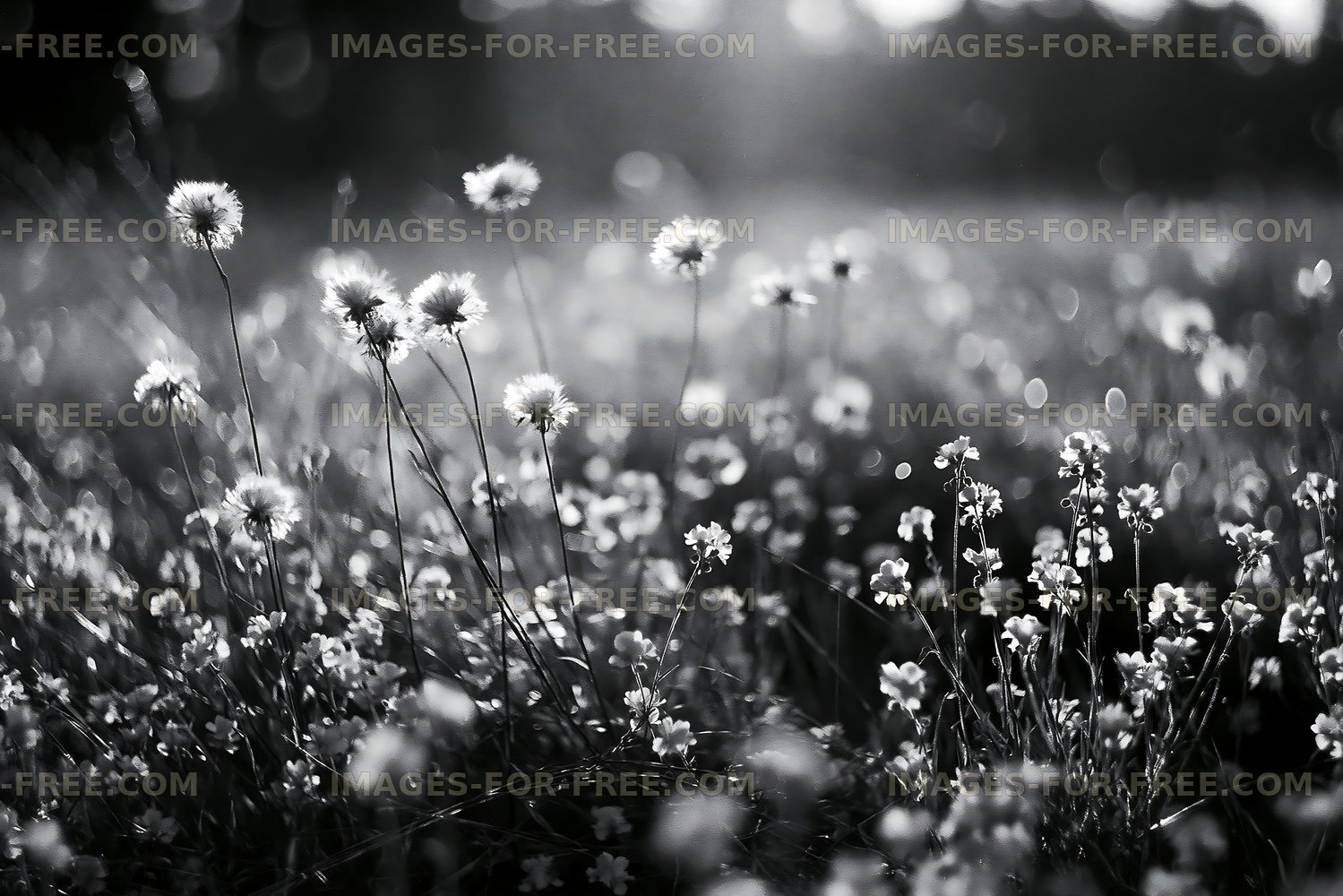 Flowers blooming in a field during daylight
