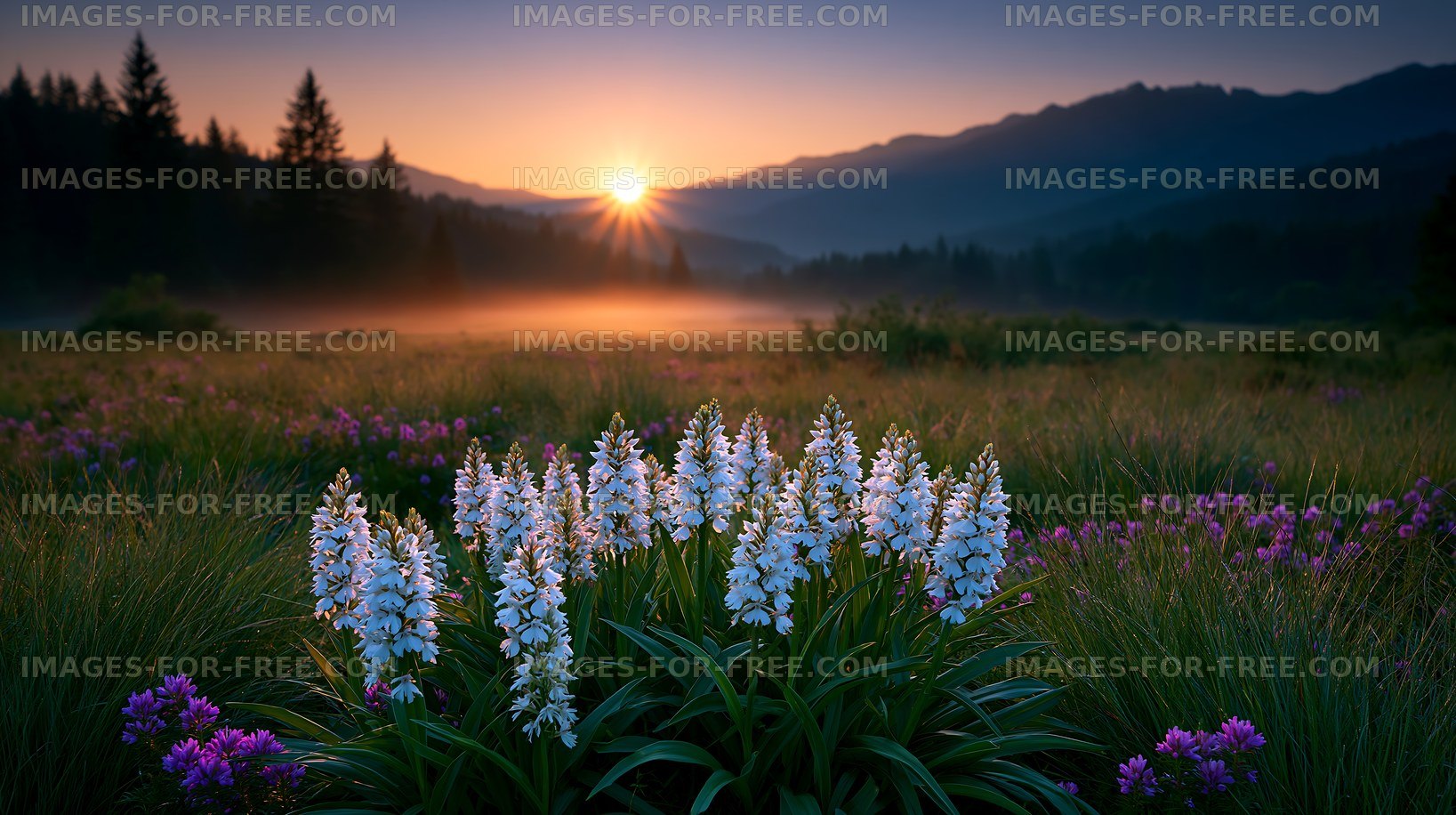Sunrise over a meadow with wildflowers in the mountains