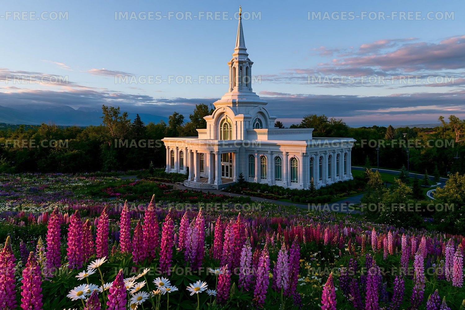 Flower fields surround a white building with a steeple at sunset