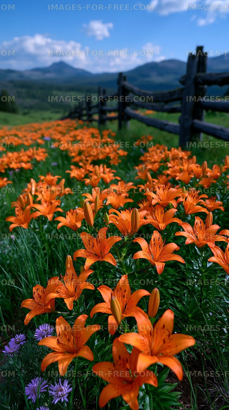 Orange flowers bloom in a field near a wooden fence