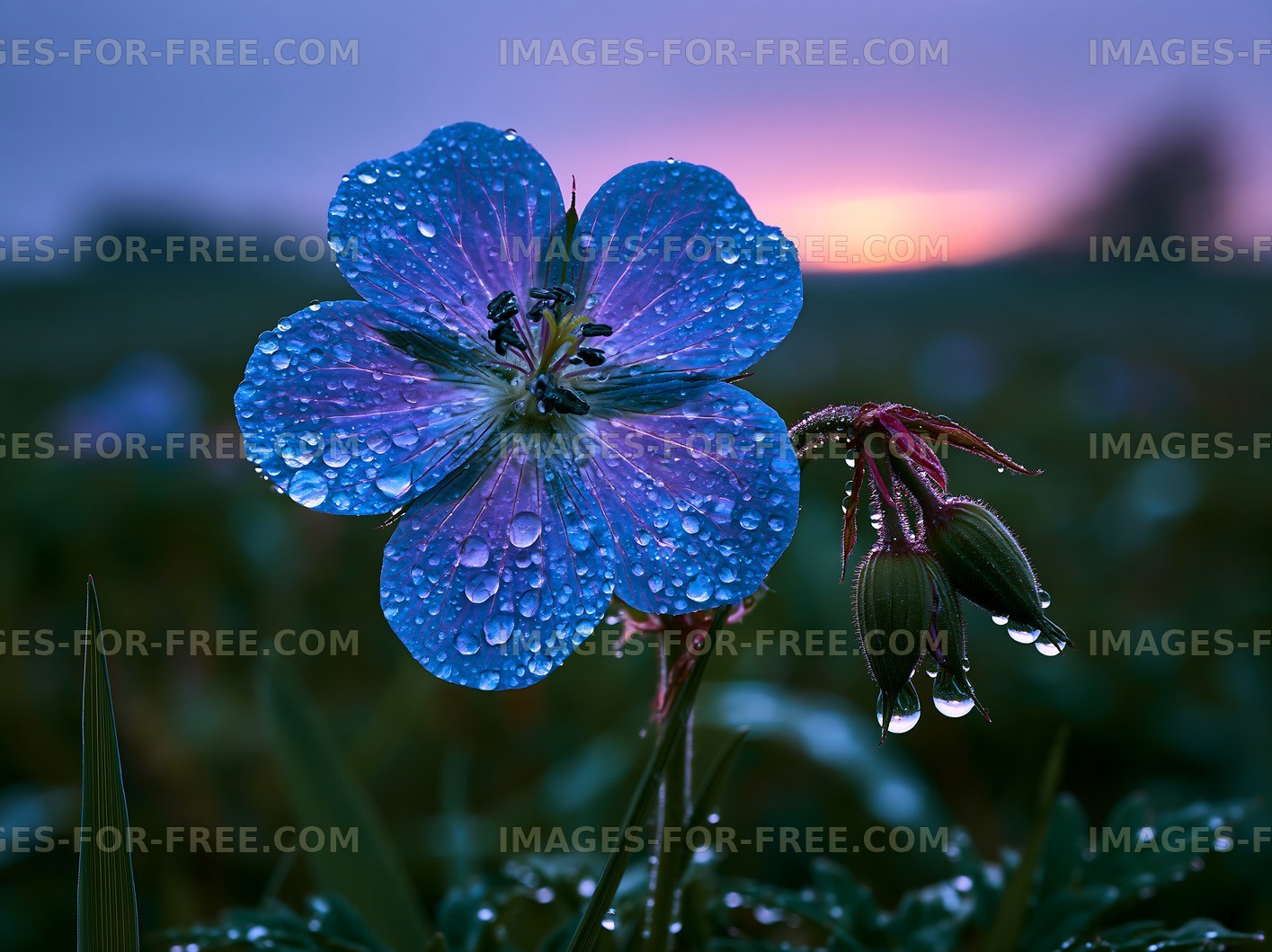Flower with water droplets at sunset