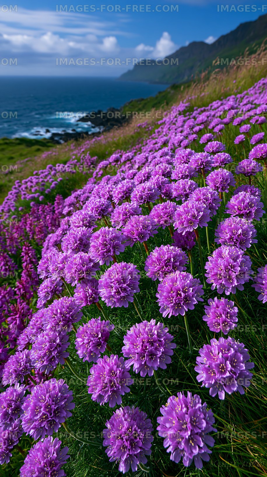 Colorful flowers bloom on a coastal hillside under a blue sky