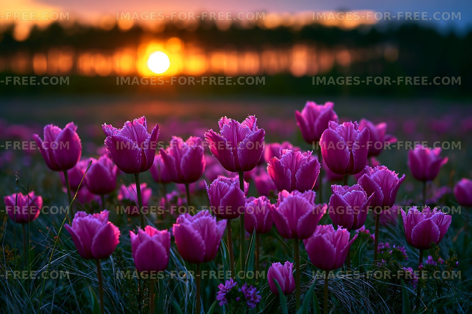 Pink tulips blooming at sunset in a field
