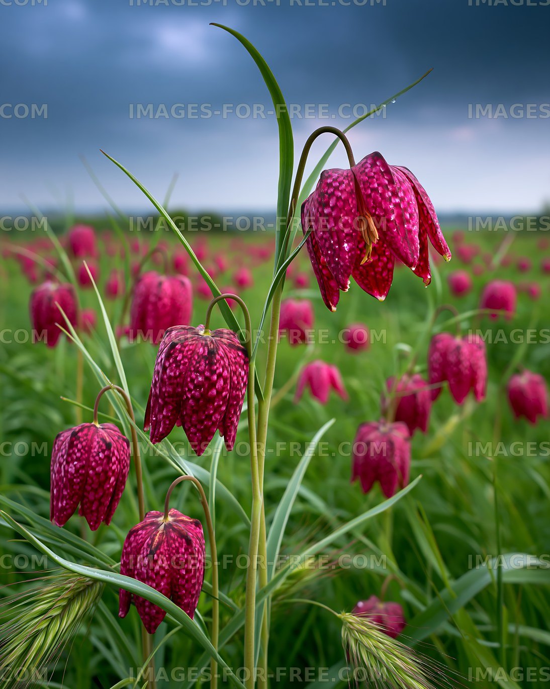 Pink flowers bloom in a field under cloudy skies