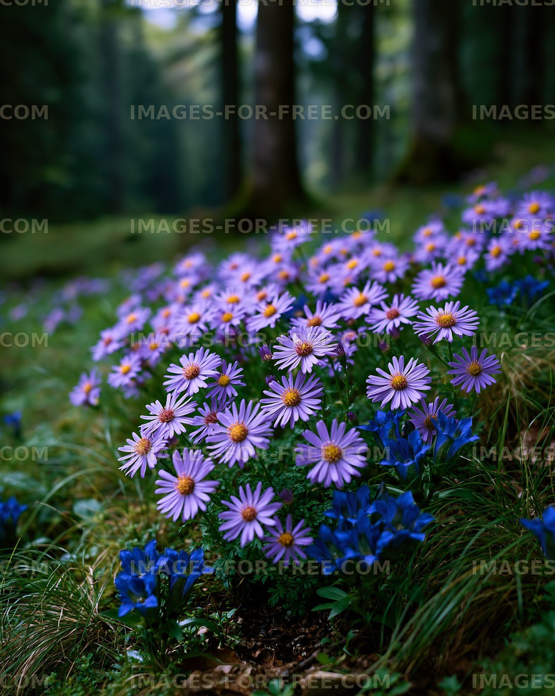 Blooming flowers in a forest clearing during daylight