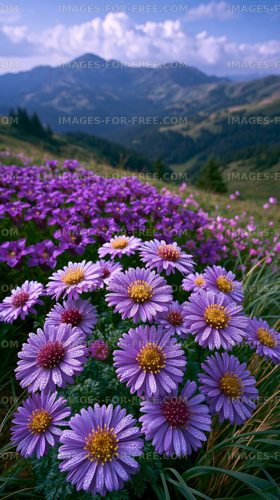 Purple flowers bloom in a mountain valley under clear skies