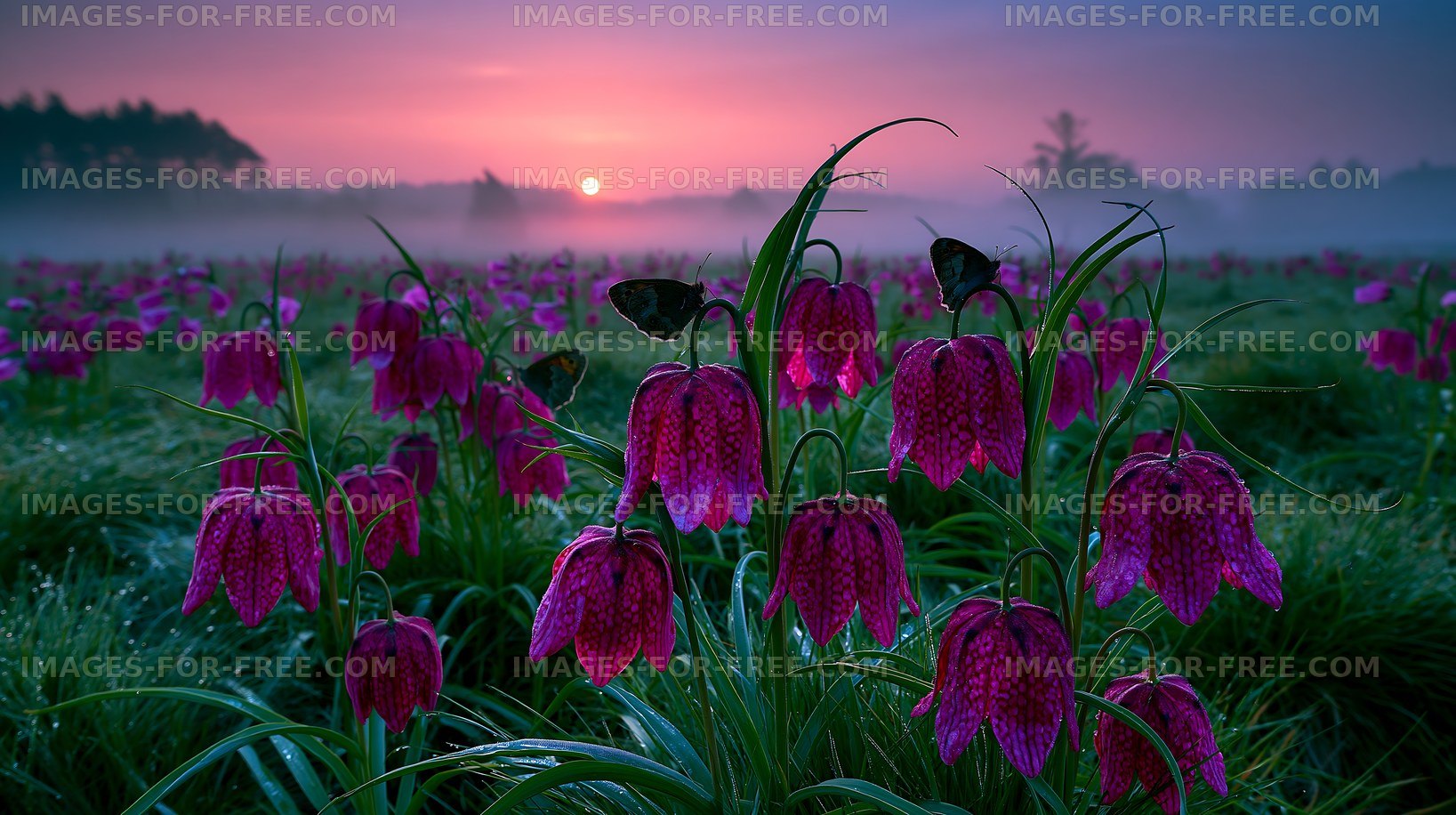 Colorful flowers bloom at sunrise by a misty field