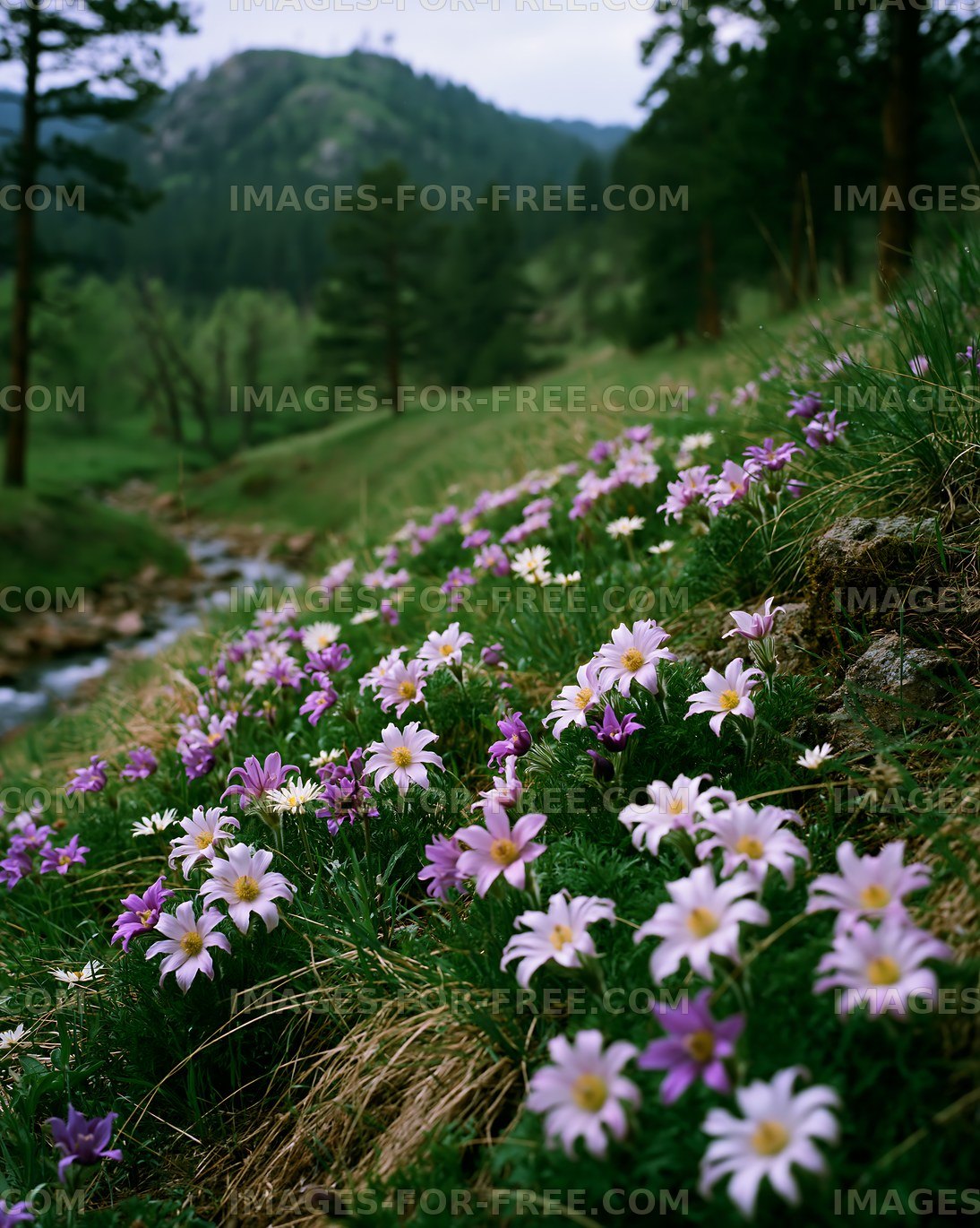Flowers bloom along a stream in a mountain area during springtime