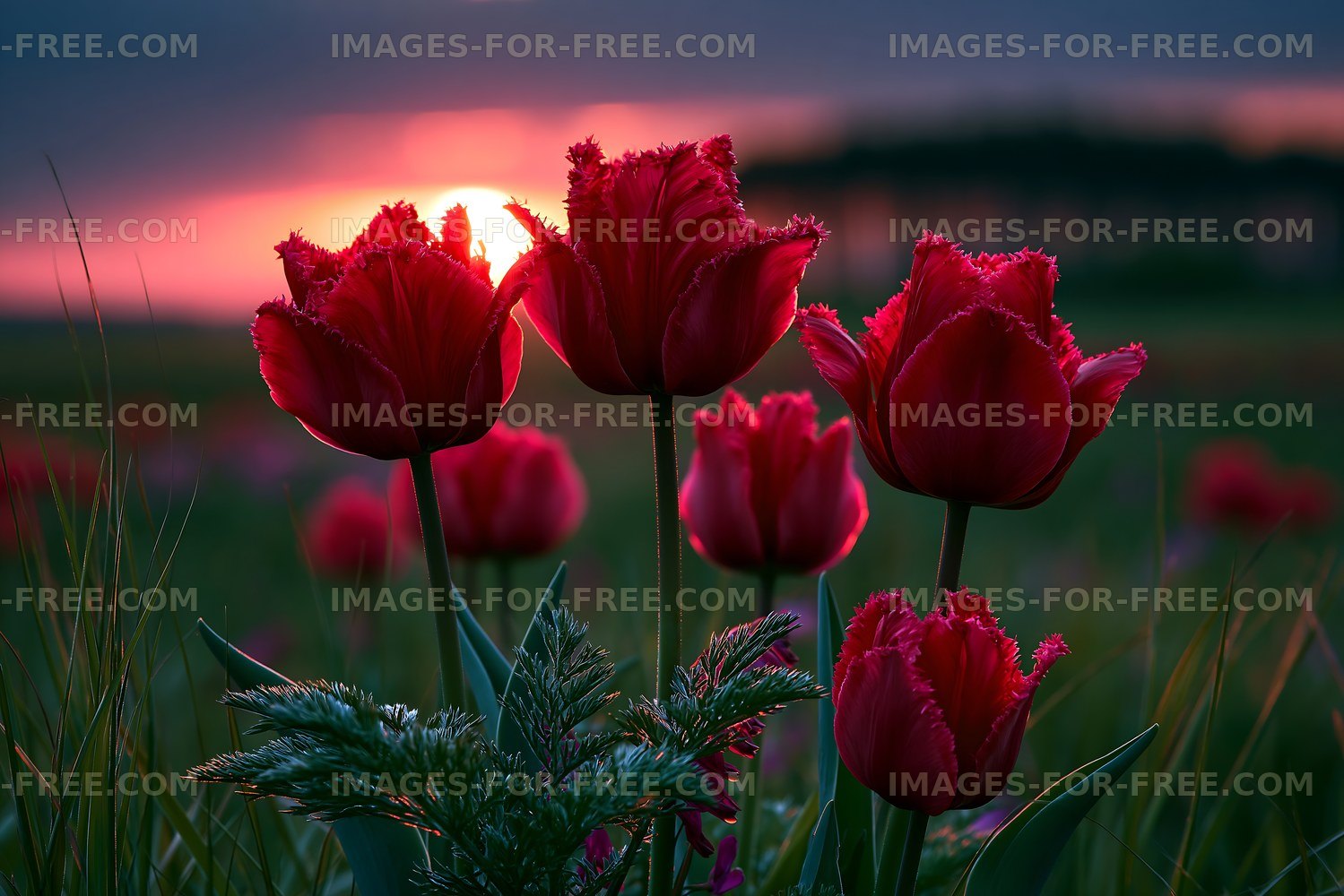 Red tulips bloom during sunset in a field