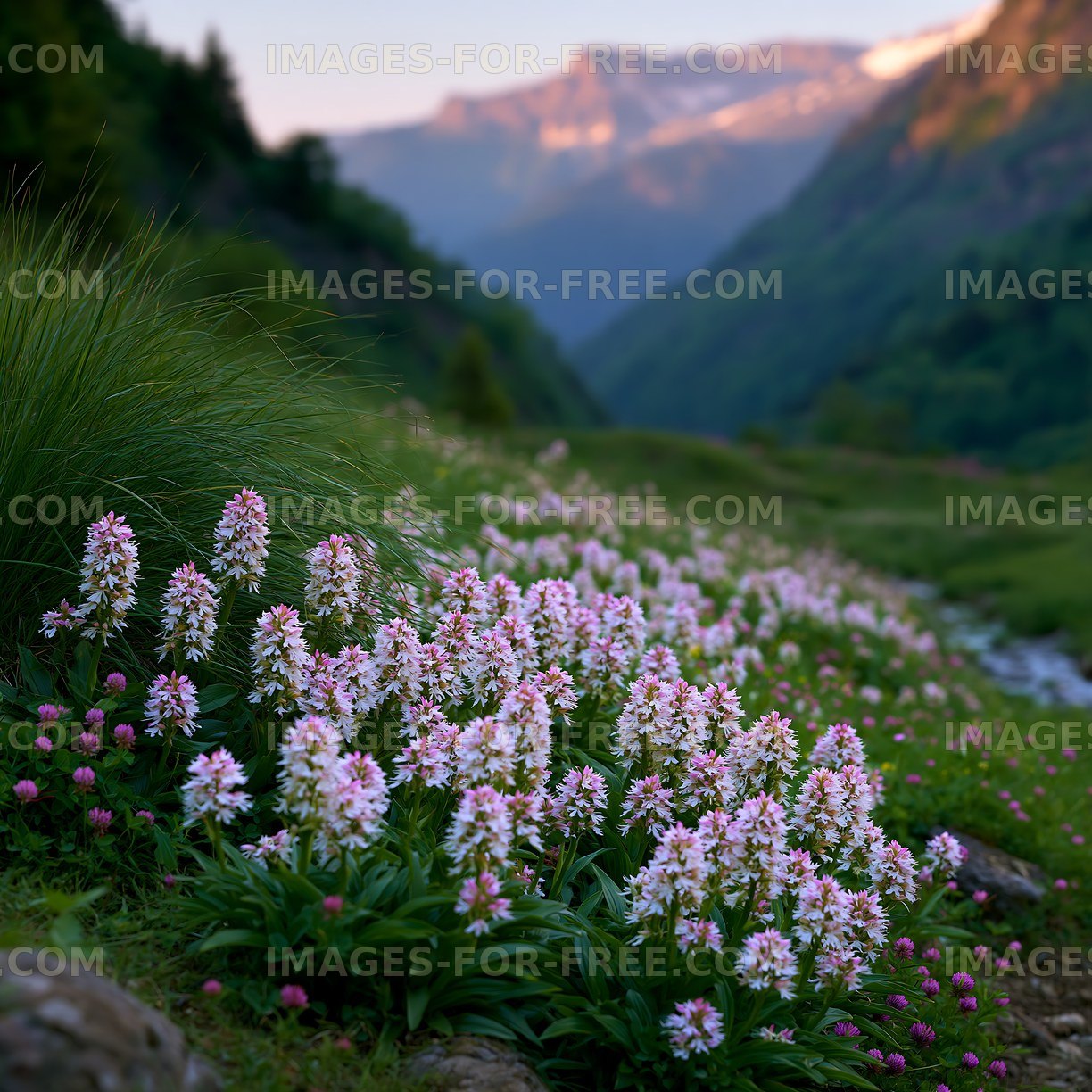 Colorful flowers bloom in a valley under mountain peaks
