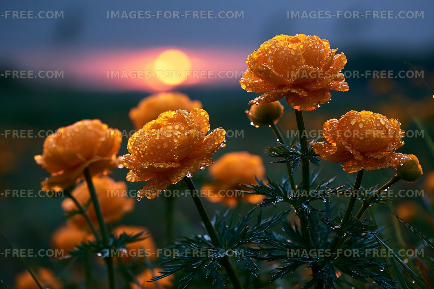 Golden flowers with droplets against sunset backdrop