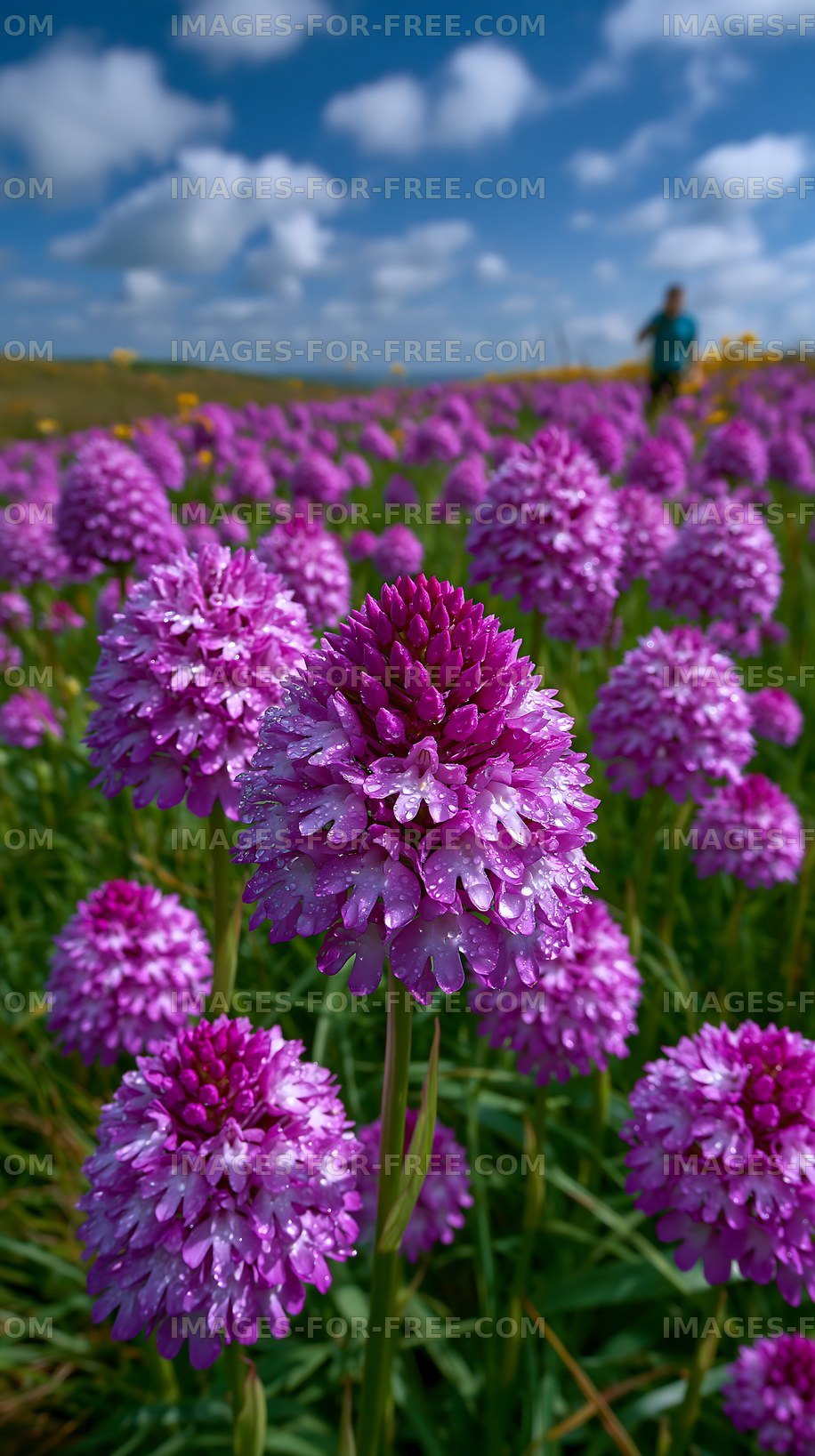 Purple flowers bloom in a field with a person walking in distance