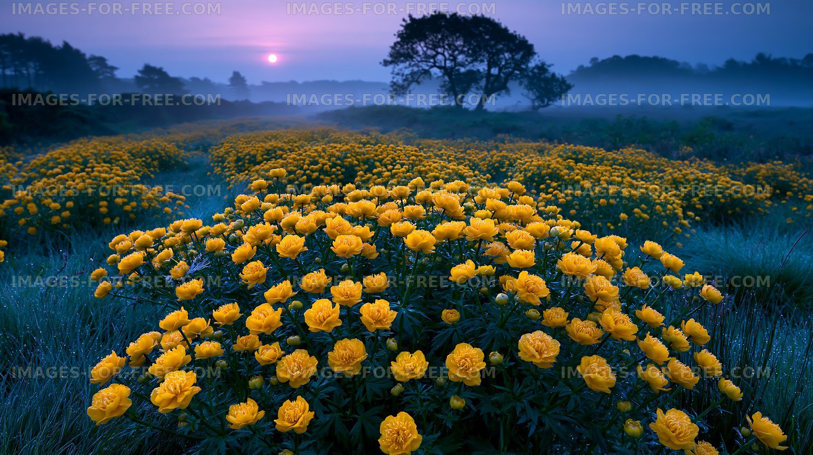 Colorful yellow flowers bloom in a misty landscape at sunrise