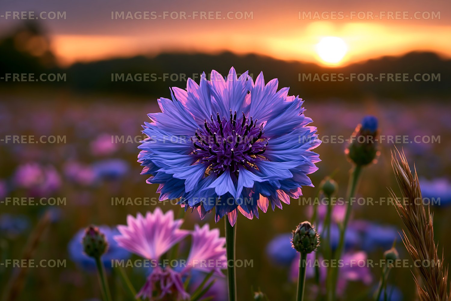 Vibrant flower blooms in a field during sunset