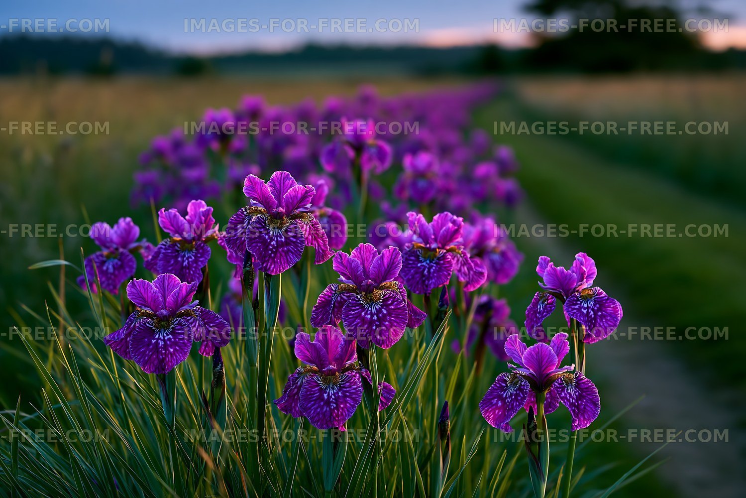 Violet flowers blooming along a pathway during sunset