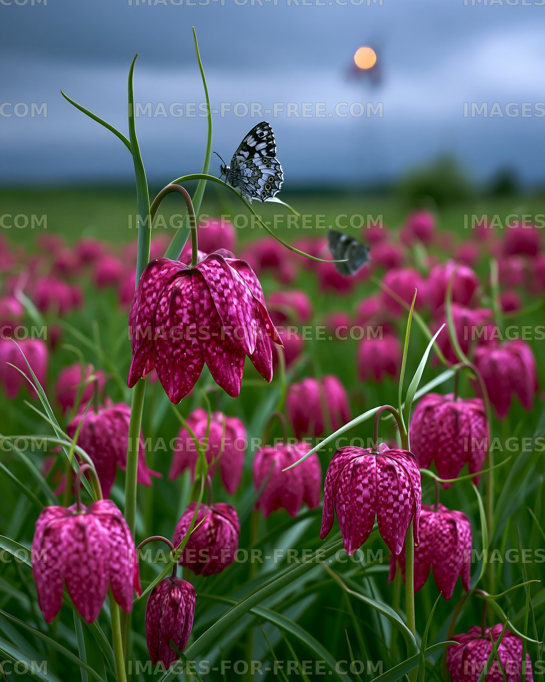 Butterfly resting on pink flowers in a field during cloudy weather