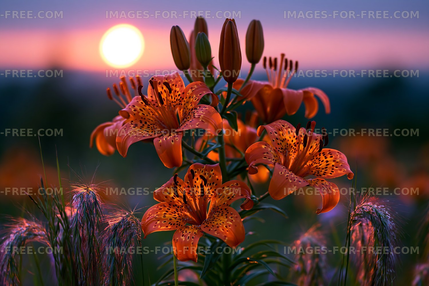 Sunset over a field with orange flowers and grass