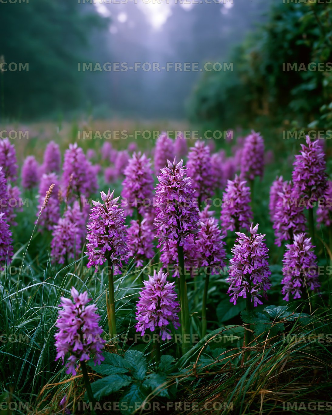 Purple flowers bloom in a misty forest setting