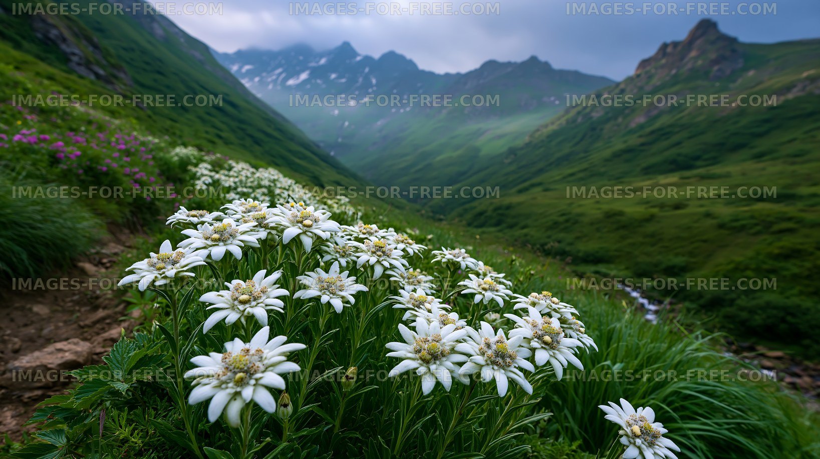 Mountain valley with white flowers and green hills