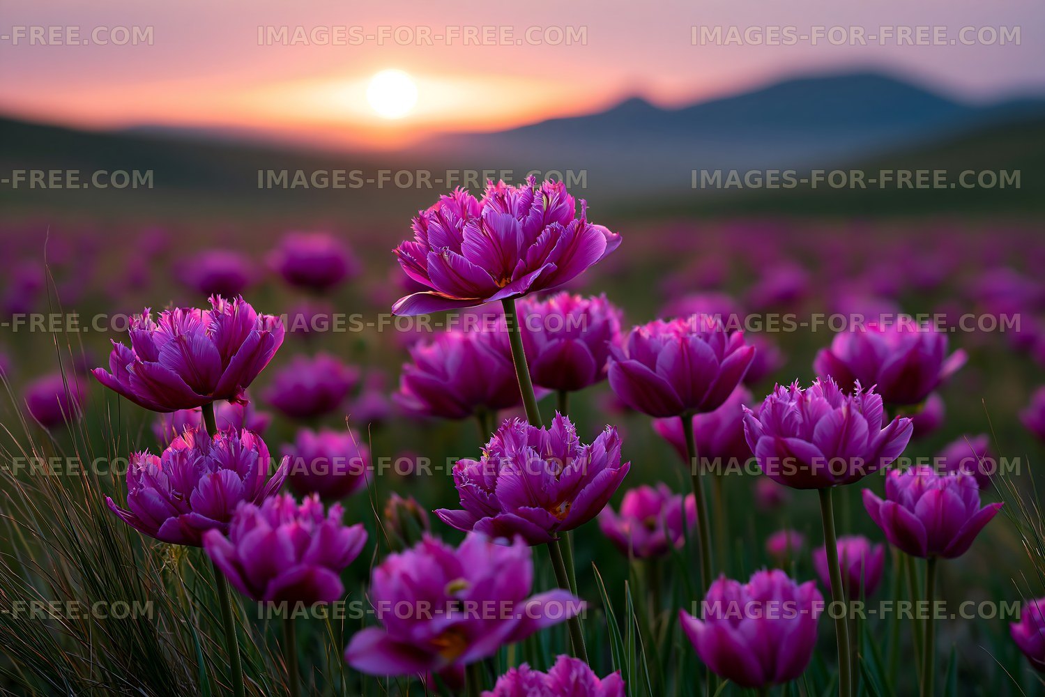 Vibrant purple flowers bloom in a field at sunset