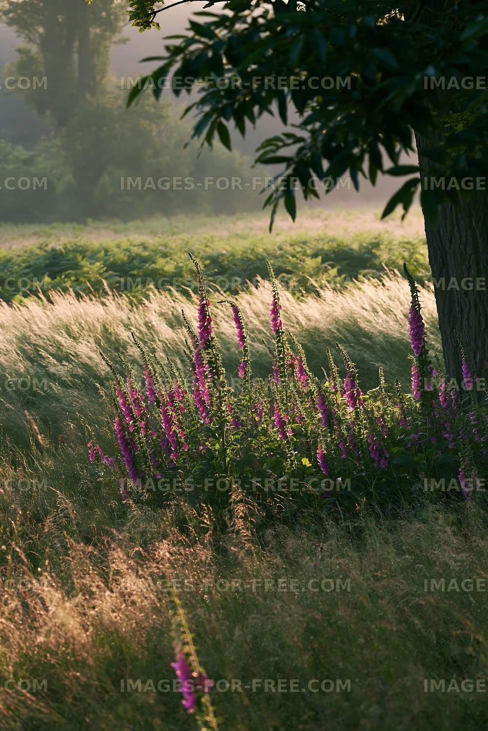 Purple flowers growing in a grassy field at sunrise