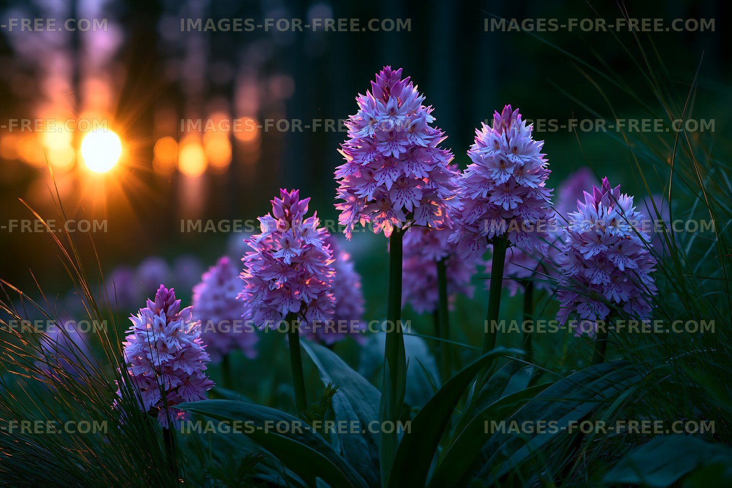 Purple flowers in warm sunset light