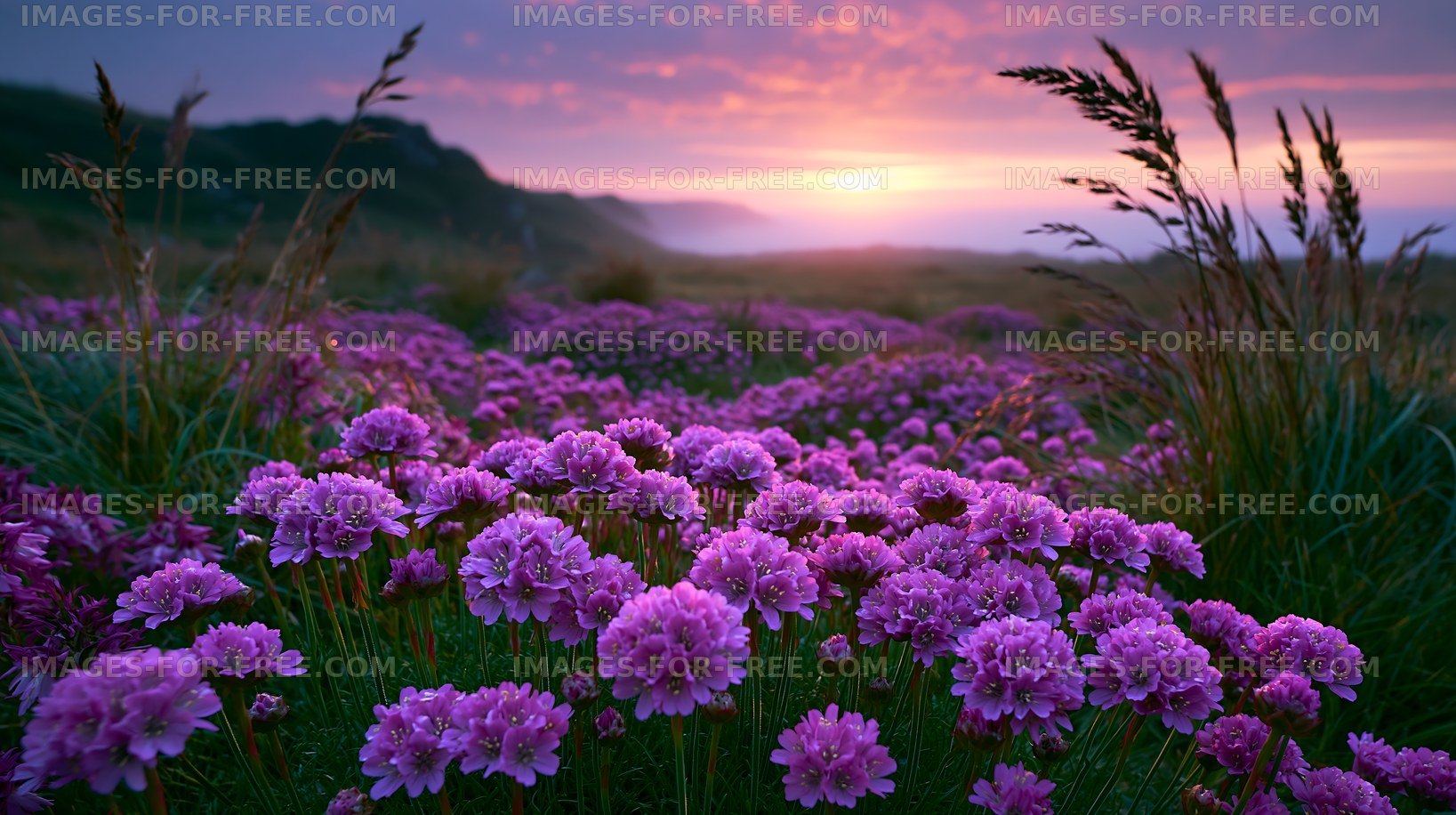 Purple wildflowers and grasses beneath a colorful sunset