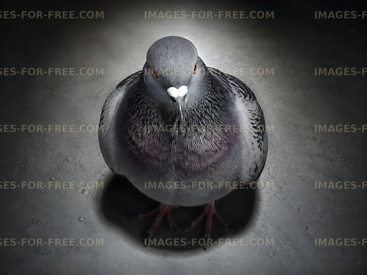 Pigeon standing on concrete surface with soft light