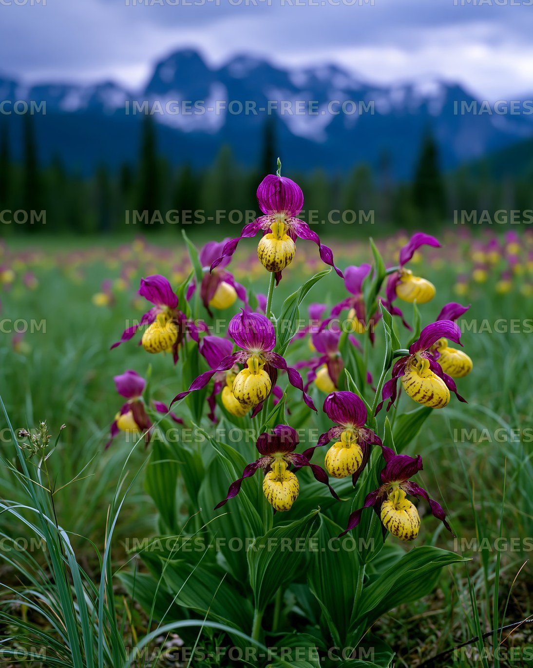 Purple and yellow lady's slipper orchids in mountain meadow