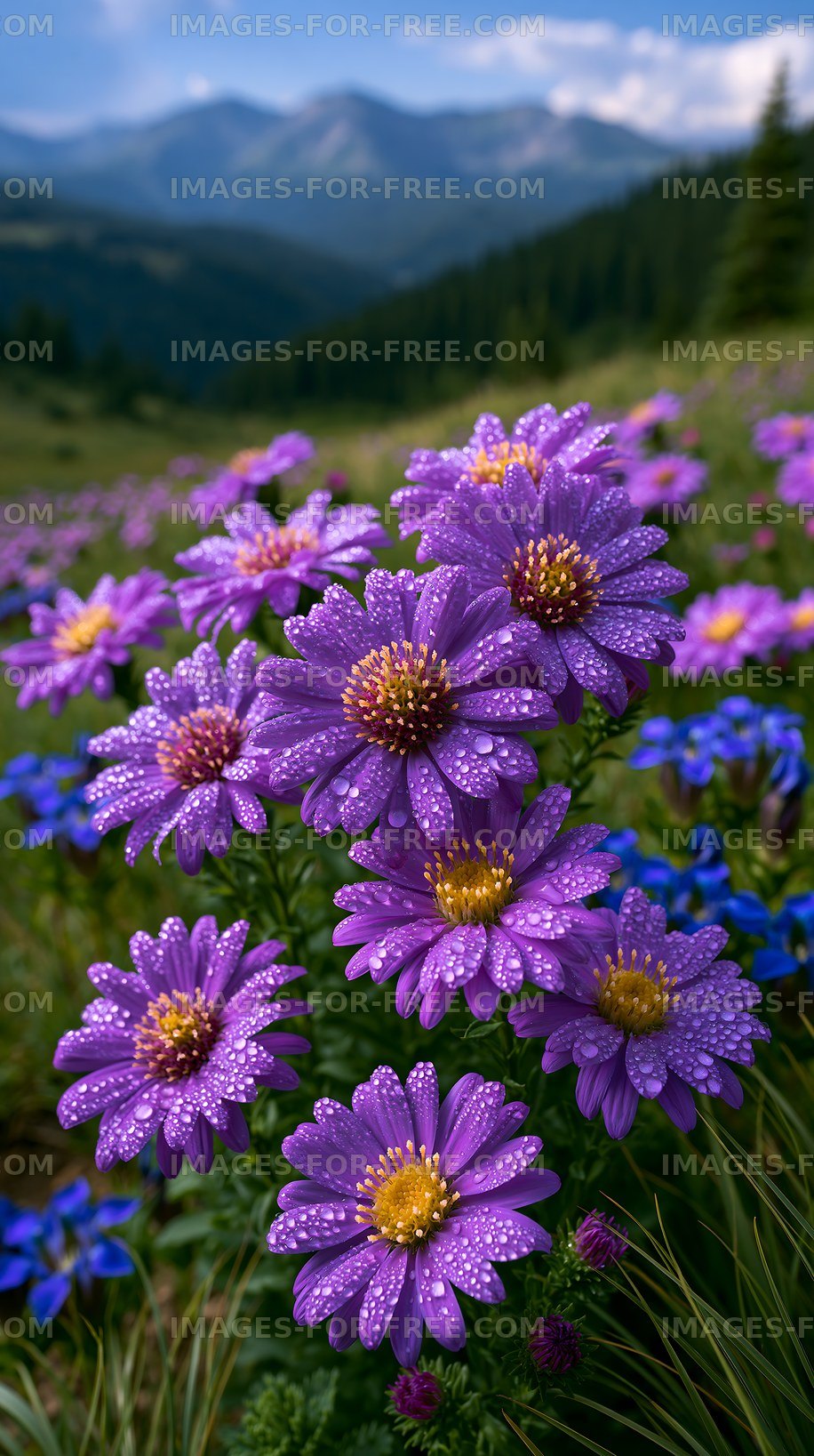 Rain-covered purple flowers in a mountain meadow