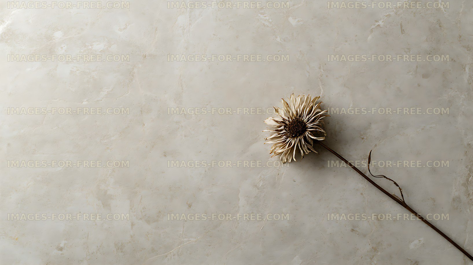 Single dried flower on textured beige surface