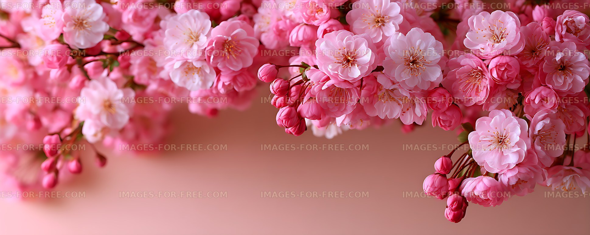 Pink blossoms and buds on branches with copy space