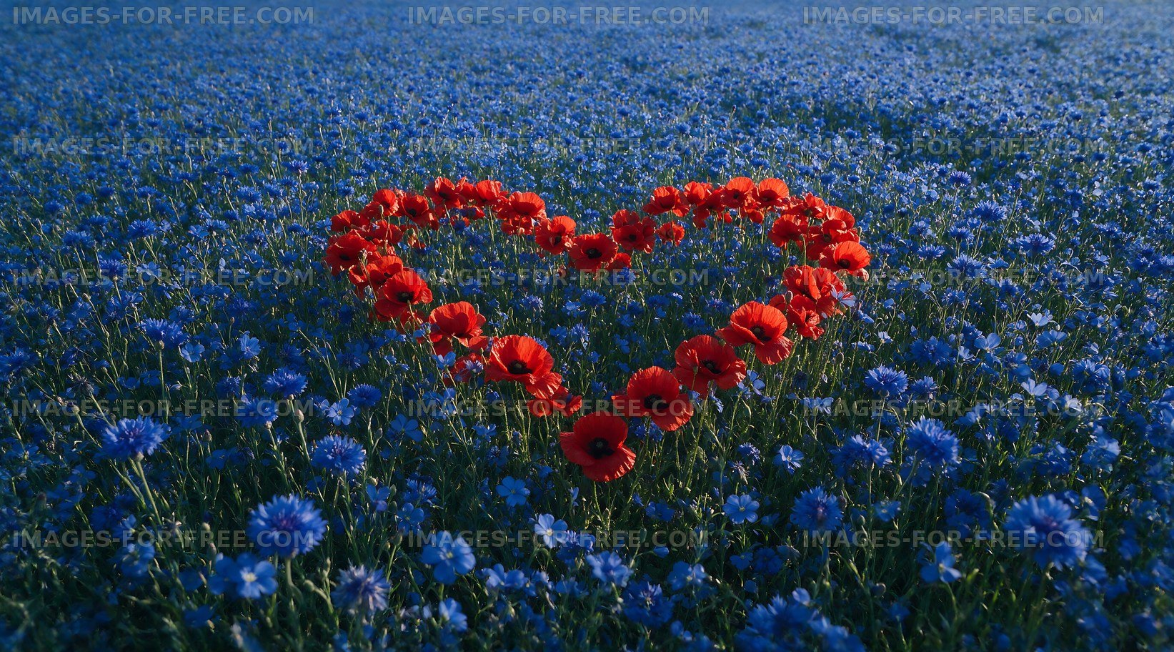 Heart shape made of red flowers in a blue flower field