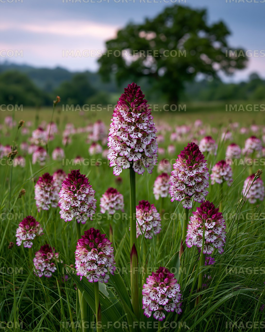 Pink and white spotted orchids in a grassy meadow