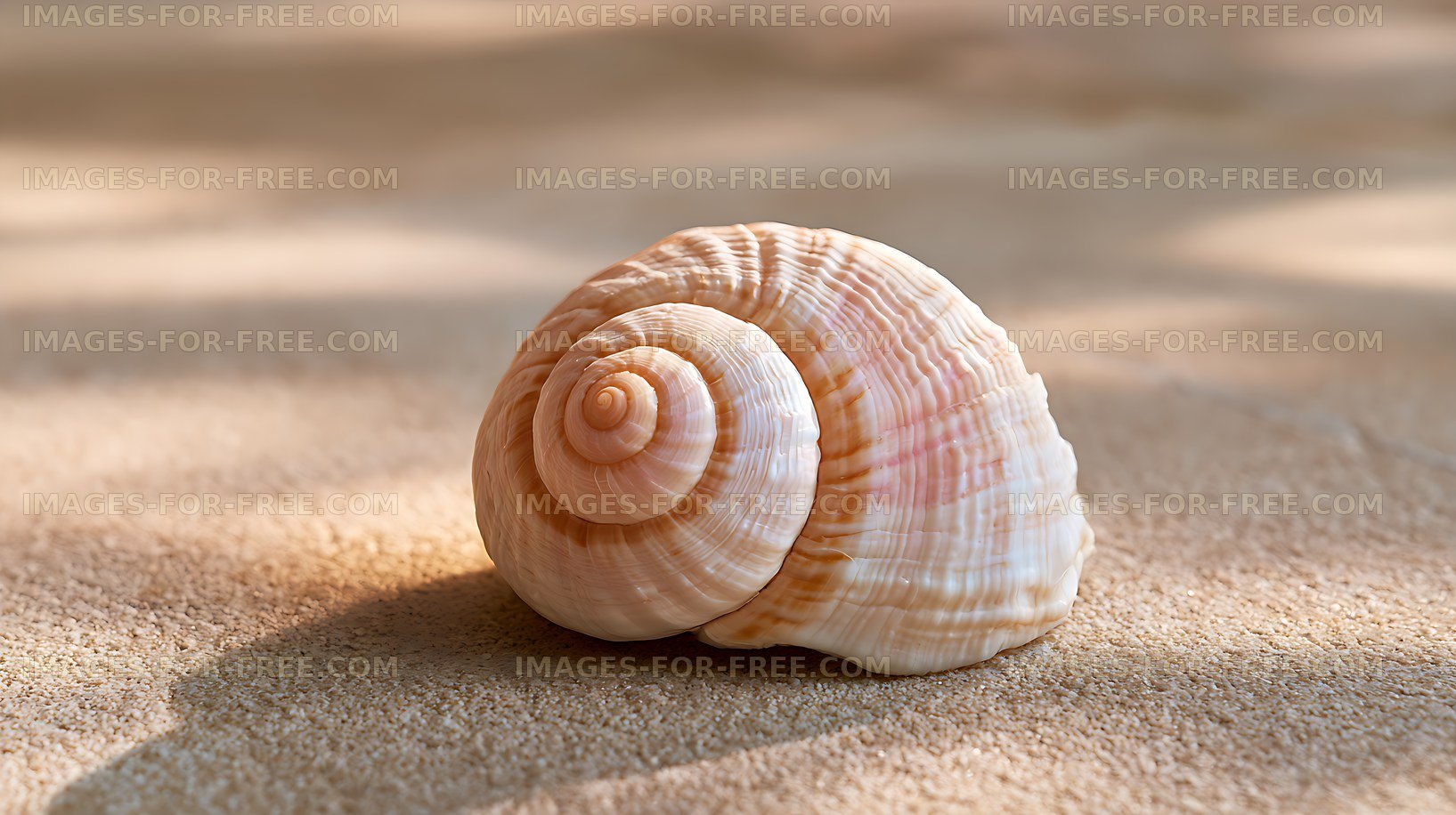 Pair of seashells on sandy beach