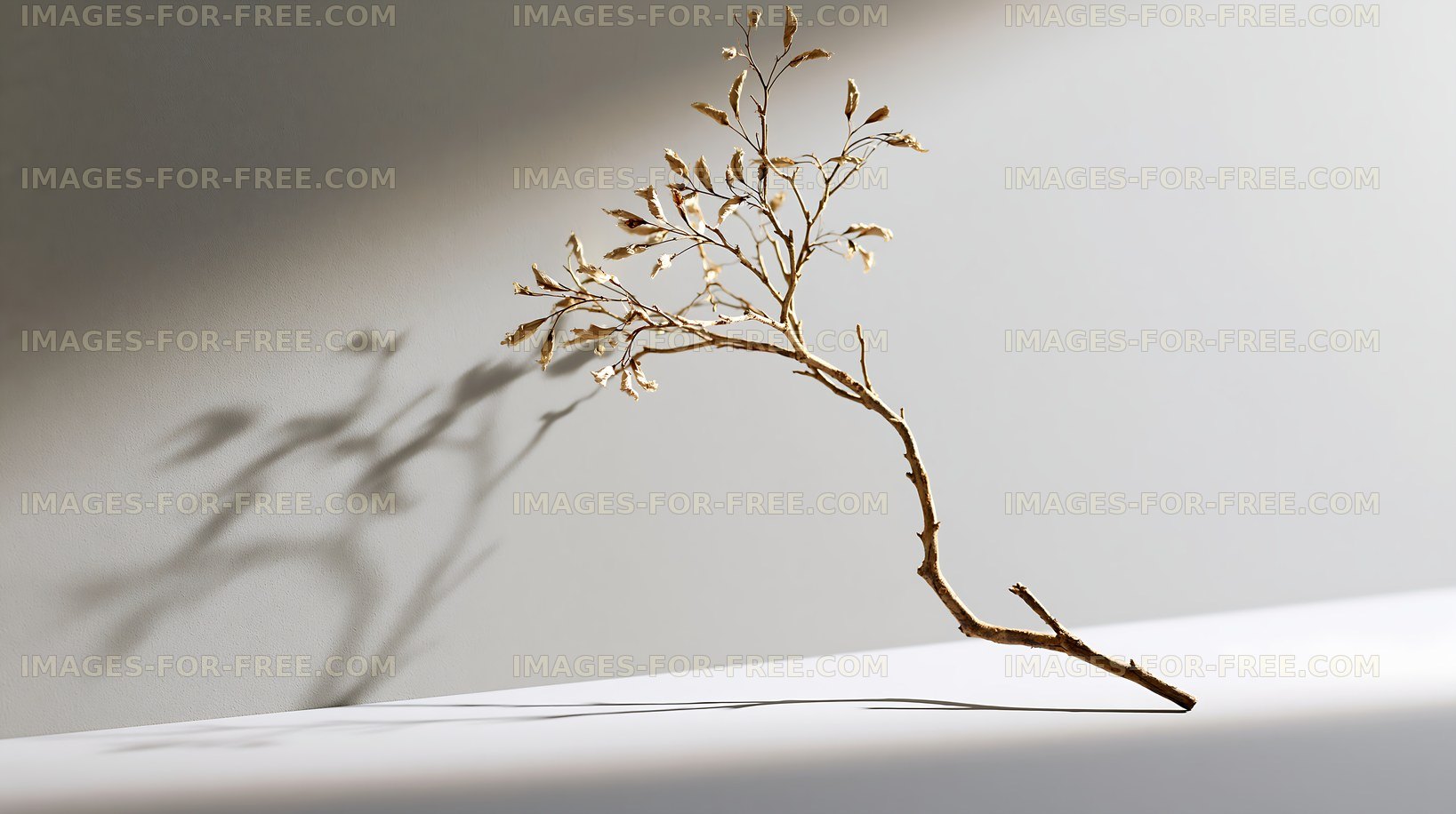 Dried botanical branch with delicate wall shadow