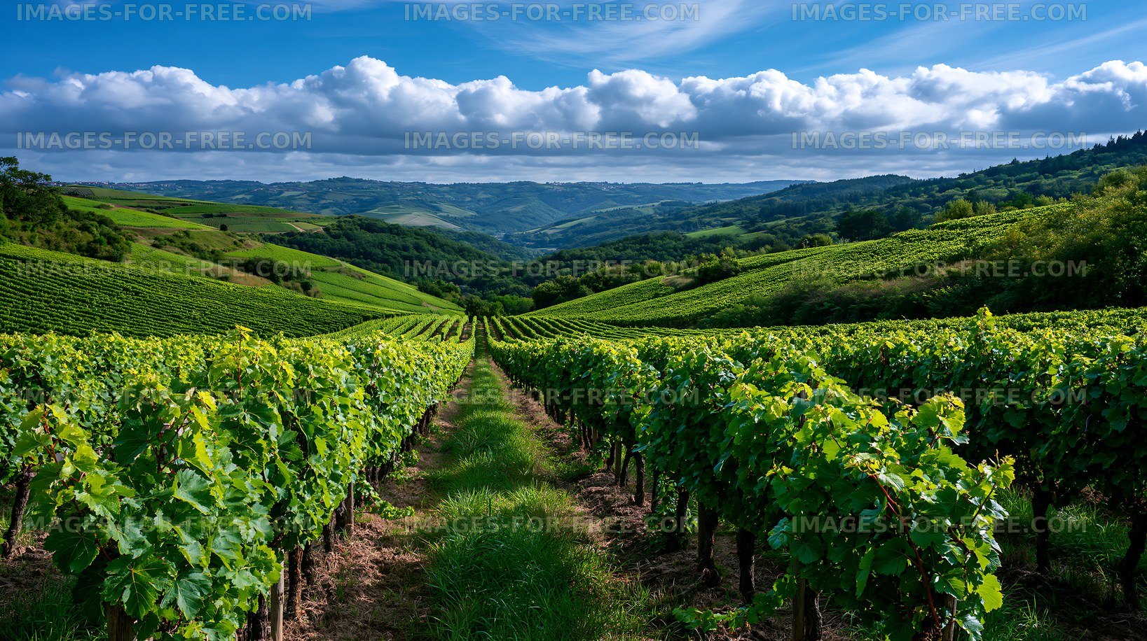 Lush vineyard landscape with rows of grapevines and rolling hills