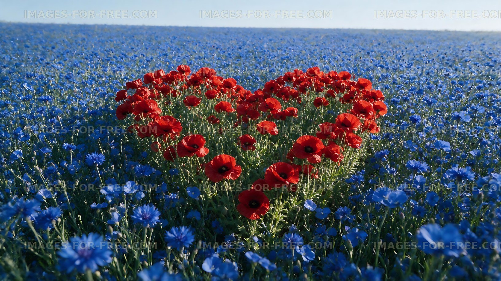 Red poppies and blue flowers form heart shape in a field