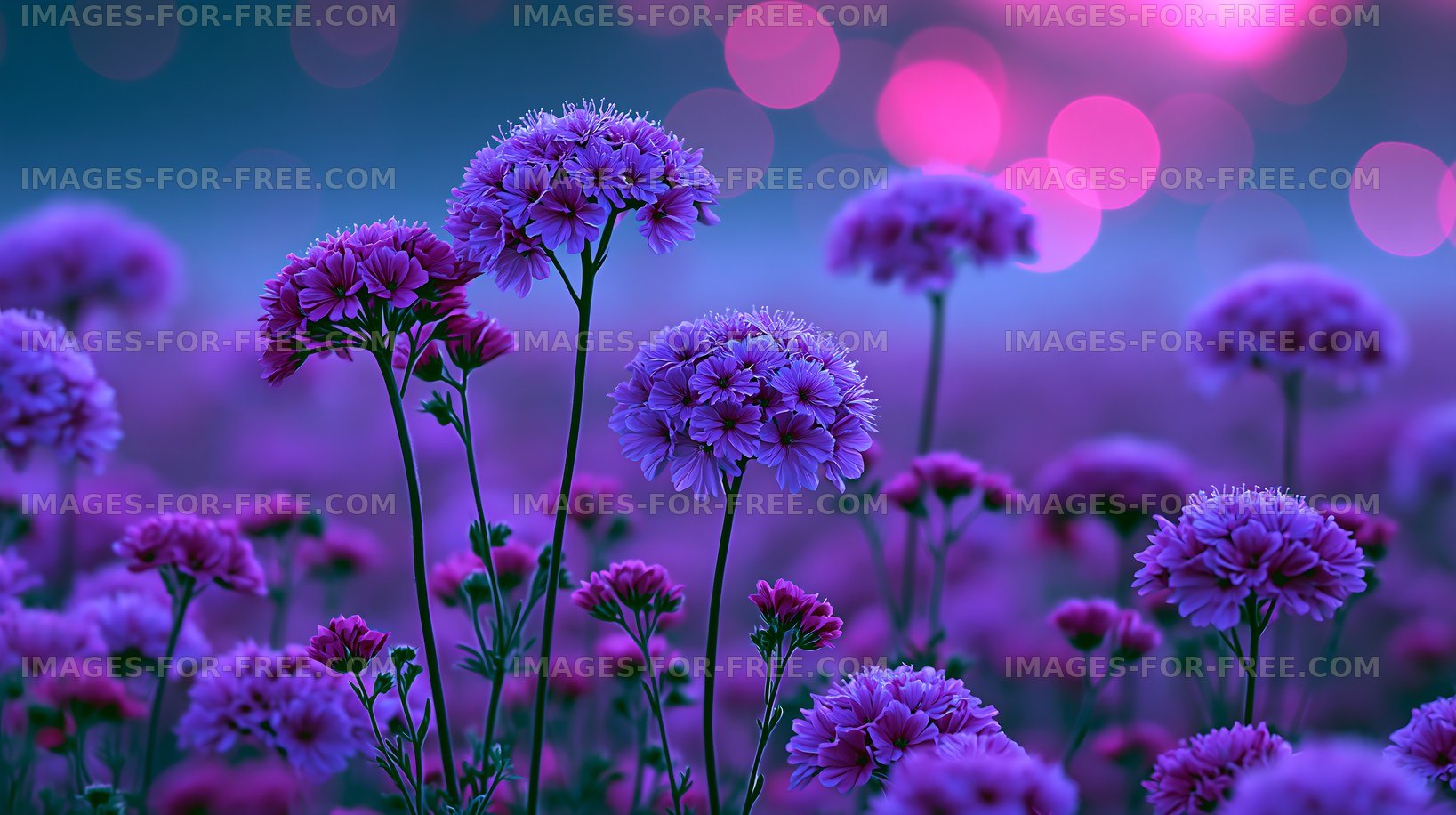 Colorful flowers with bokeh background in garden setting